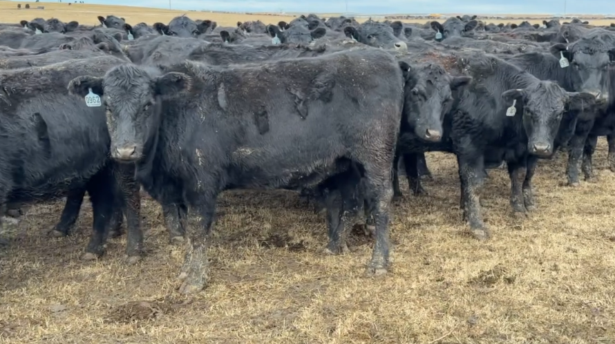 SELLER WILL PAY FREIGHT IF YOU BUY 275 OR MORE - BH1211A5